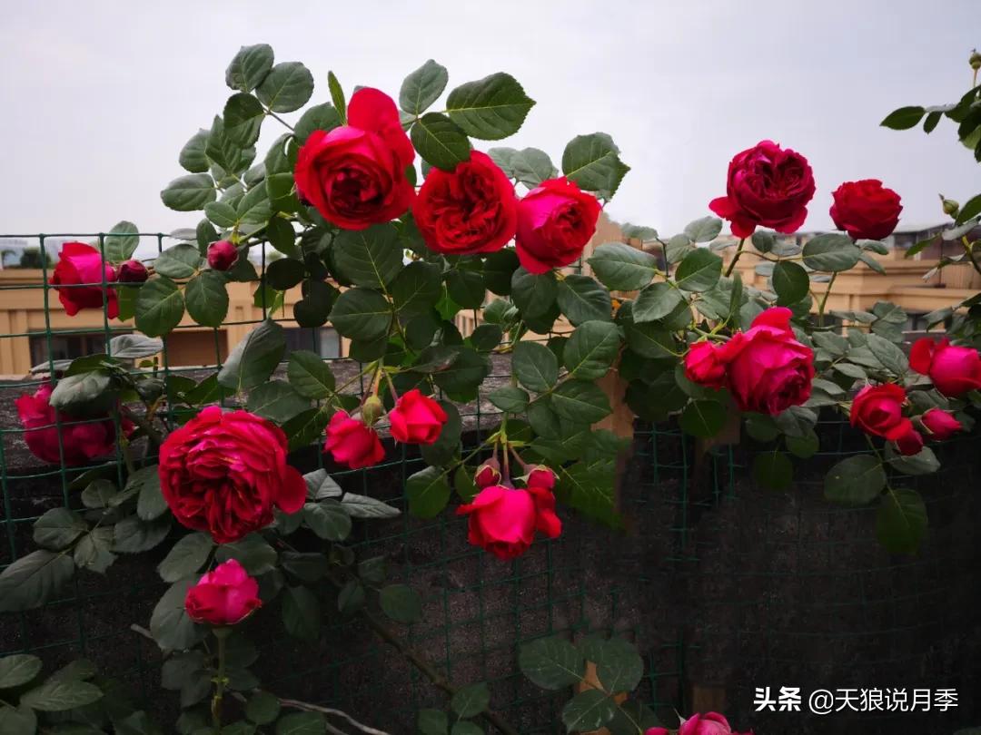月季花是时候展现真正的技术了 (开春的第一波月季花就这么过去了)