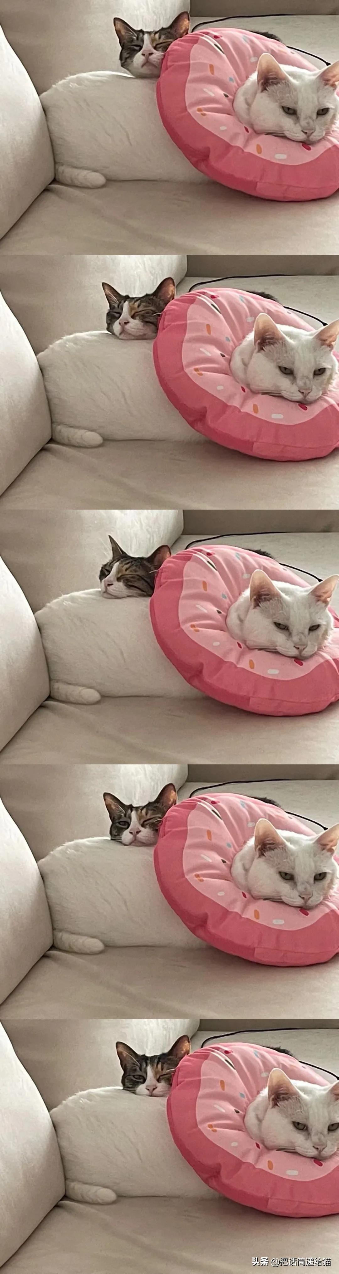 日本网红猫包,日本网红猫咪包