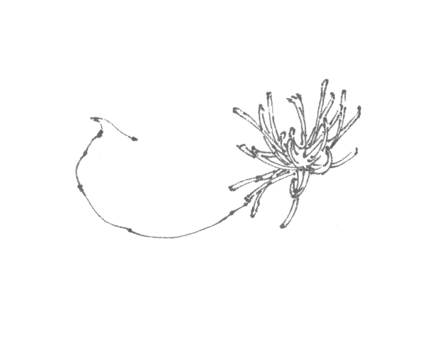 春日写生浪漫樱花,春季樱花写生季