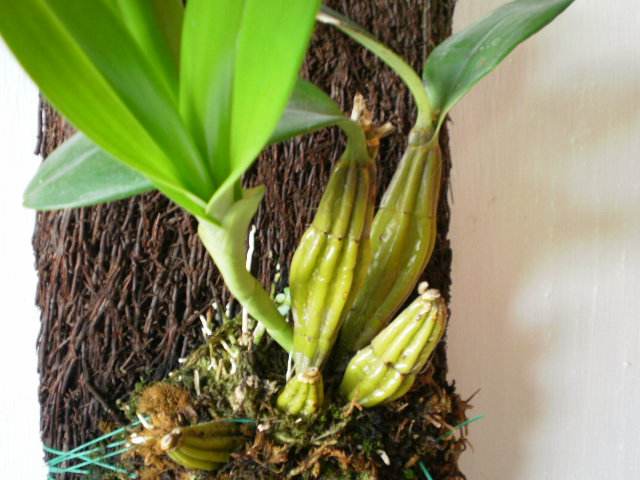 石斛兰冬天叶子发黄是什么原因,石斛兰多棵种在一个盆里会黄叶吗