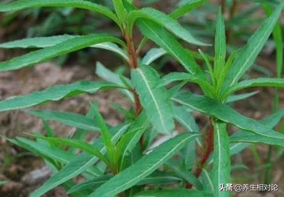 解酒养肝中草药,能解酒的中草药材有哪些