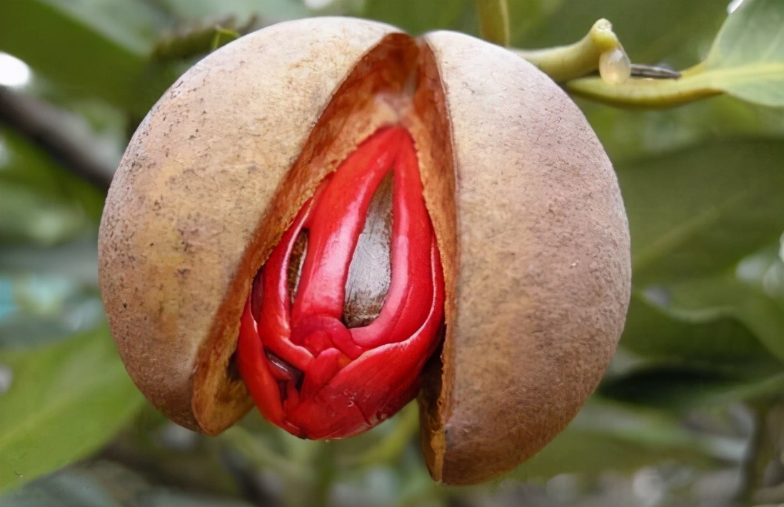 她们有多纯洁，人间就有多恶：素媛和百香果女孩之殇