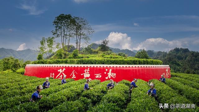 湘西黄金茶叶,湘西的黄金茶中国排名