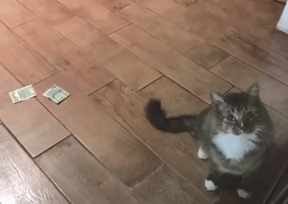 招财猫美国,招财猫可以招财