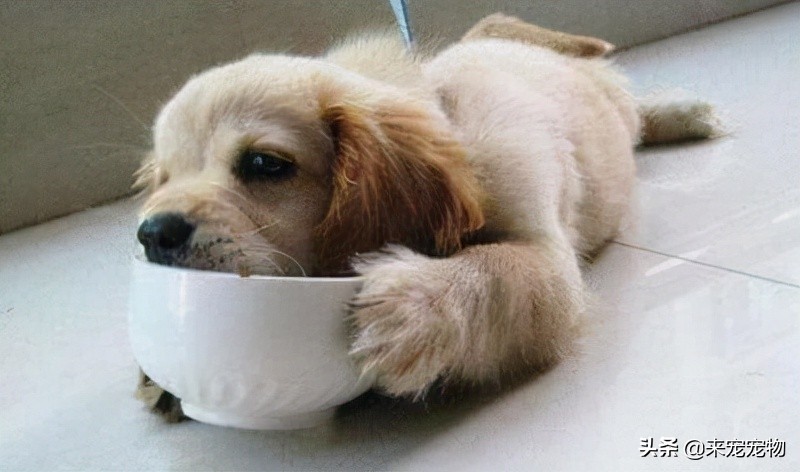 养狗狗可能会感染哪些病菌,养宠物容易得什么细菌感染的