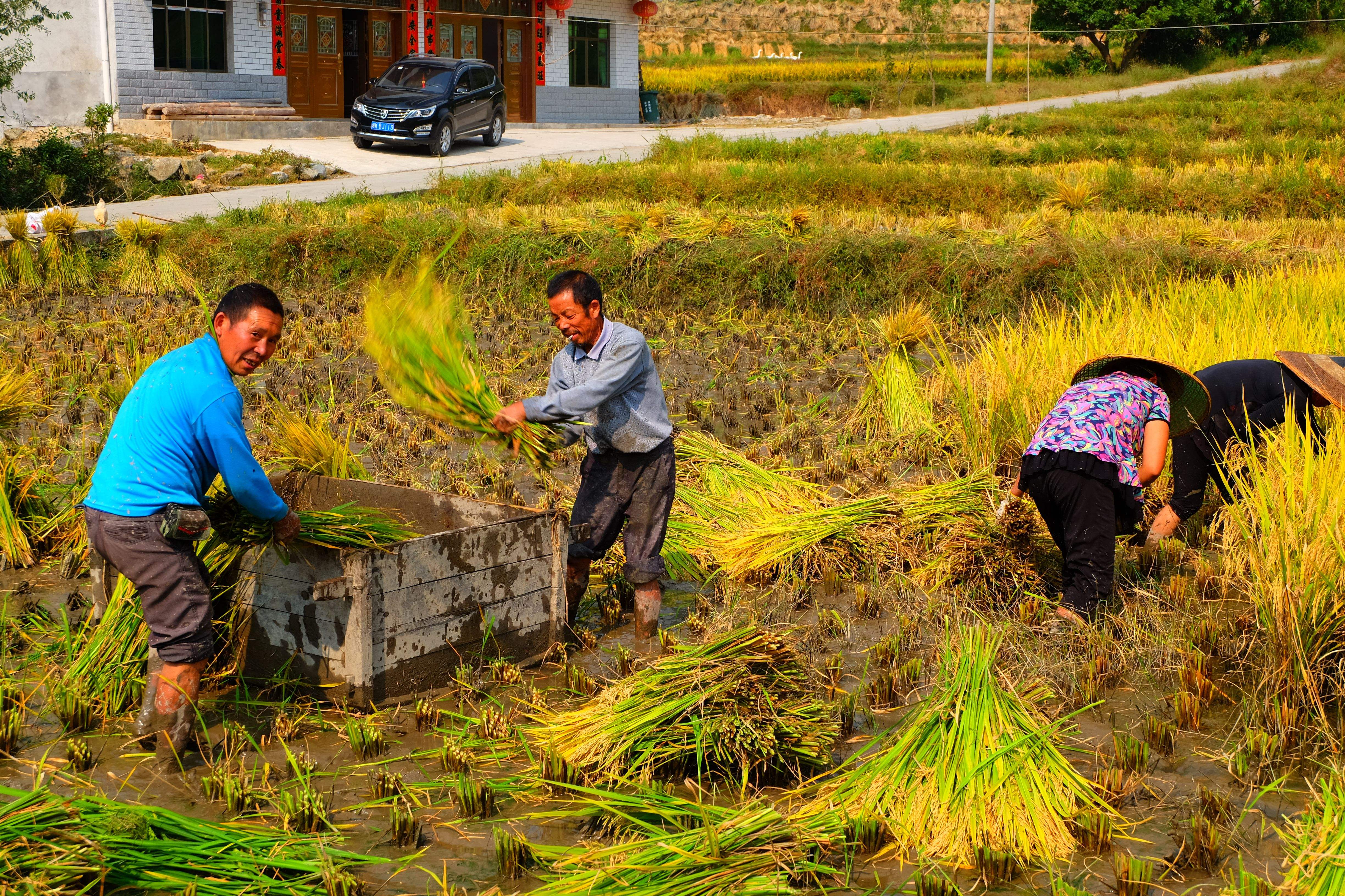 面粉俄罗斯进口小麦,俄罗斯冬小麦面粉原装进口10斤