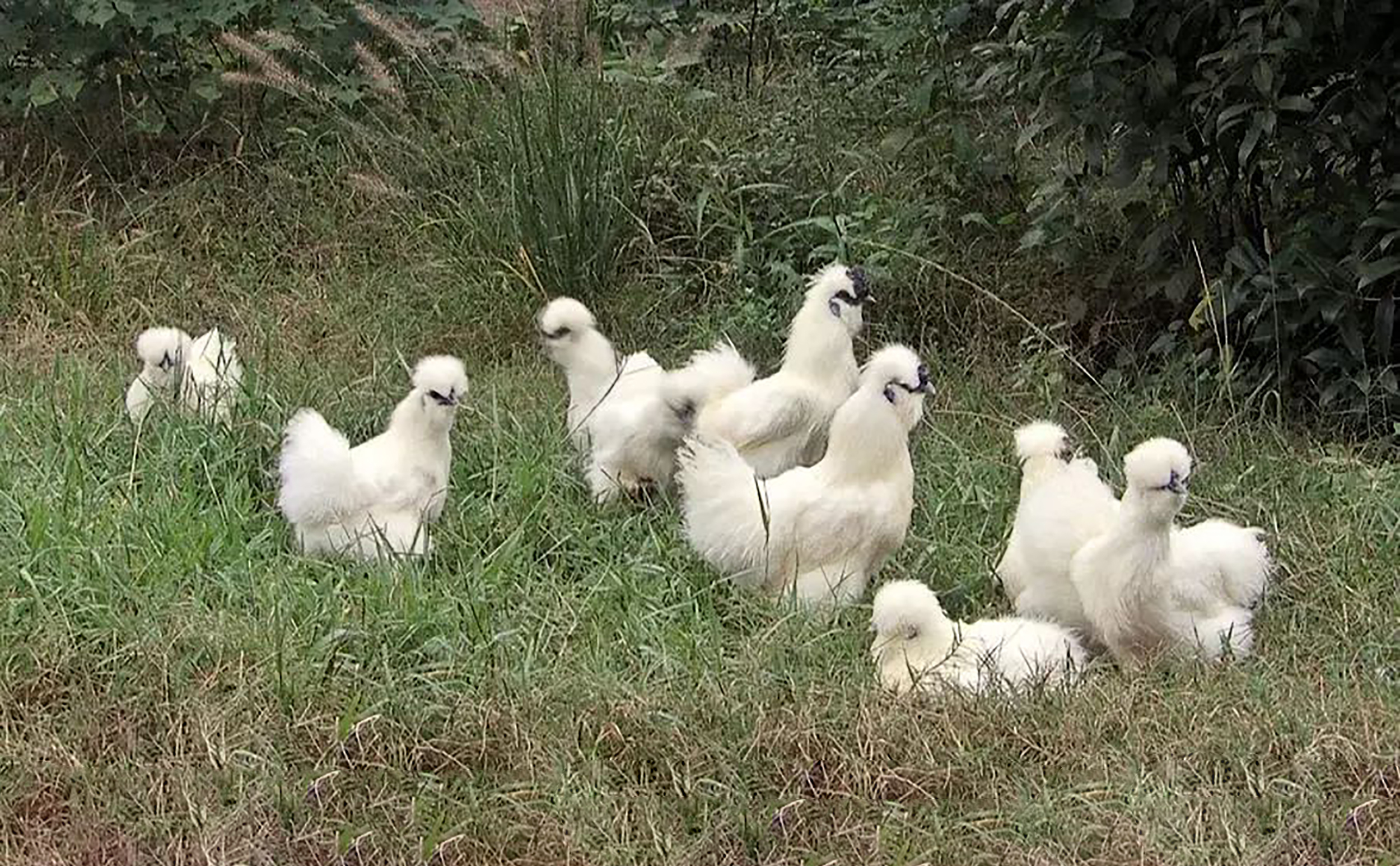 娉板拰鍘夸箤楦″,姹熻タ娉板拰姝﹀北涔岄浮