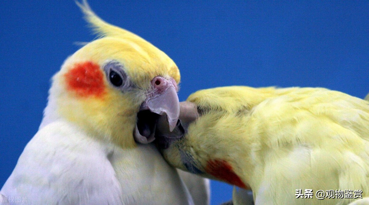 玄凤夏天能承受多少度,玄凤鹦鹉户外夏天怎样度过