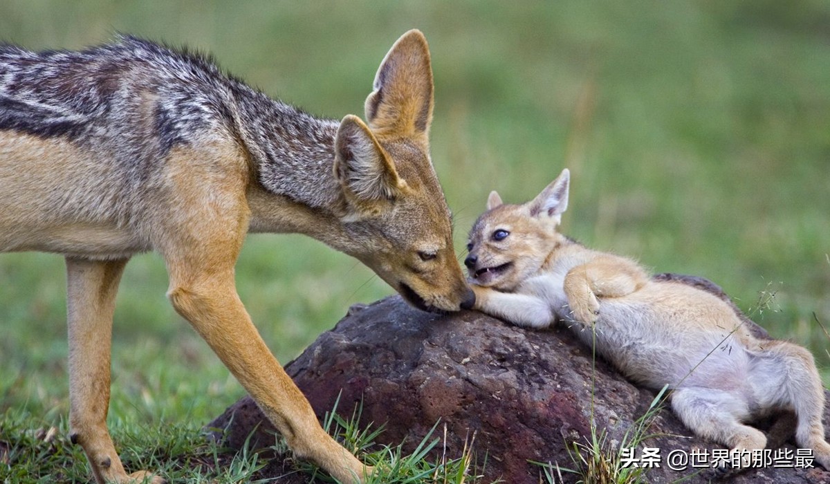 胡狼抢夺狮子和鬣狗的食物片段,胡狼为什么不怕狮子