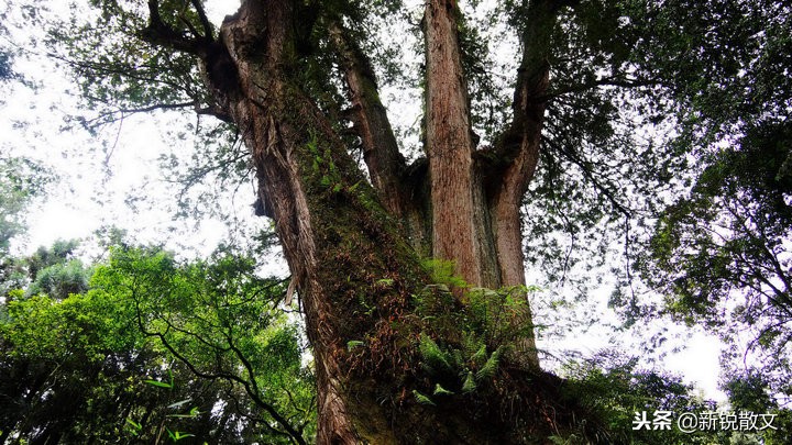 日本侵略台湾时，几乎把桧木一伐而光，这36棵神木为何能留存下来