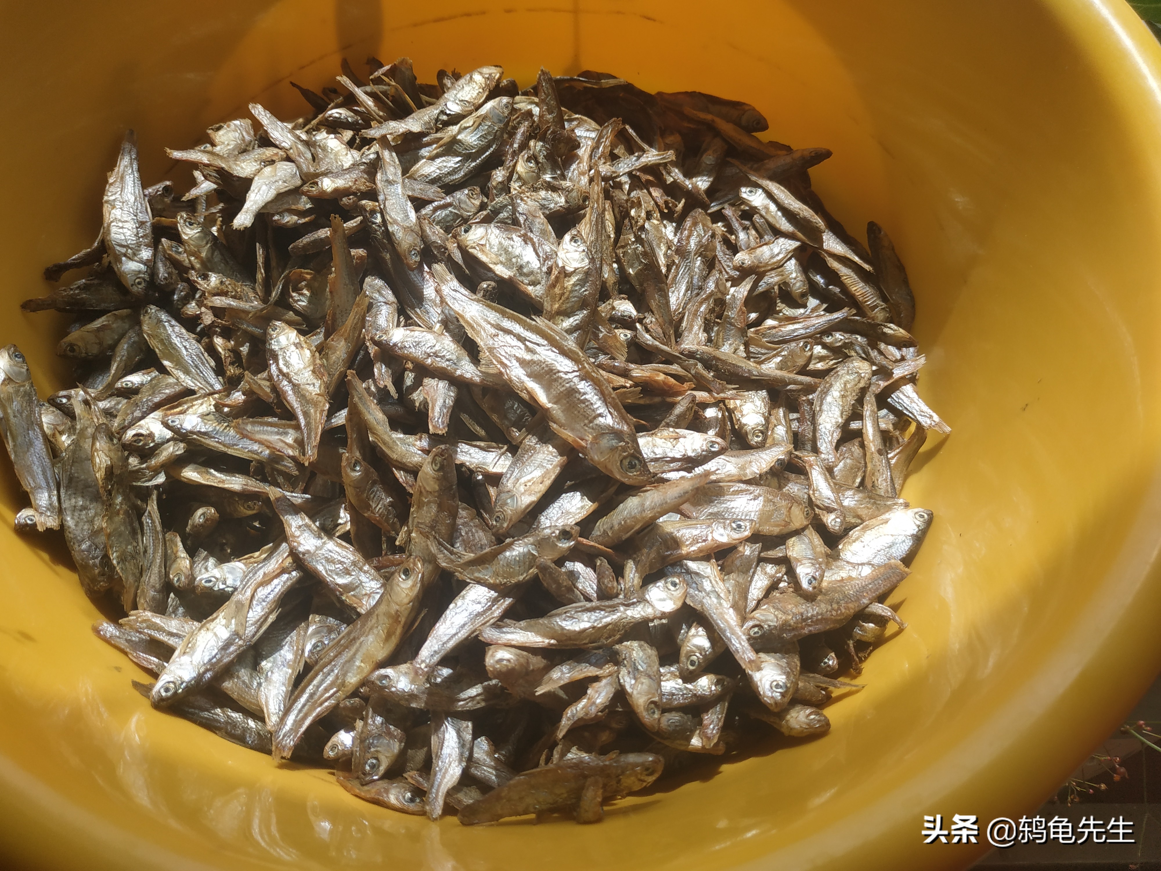 乌龟壳很软是不是生病了,乌龟幼苗龟壳软了怎么办