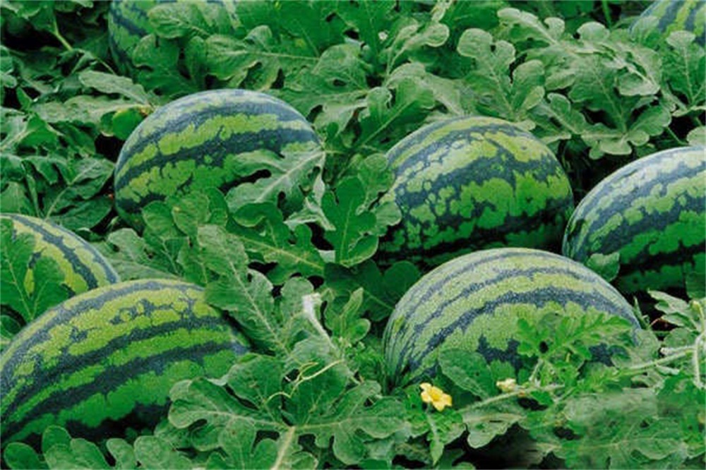 唐三镜酿酒机器怎么做,酿酒机器制作方法和技巧