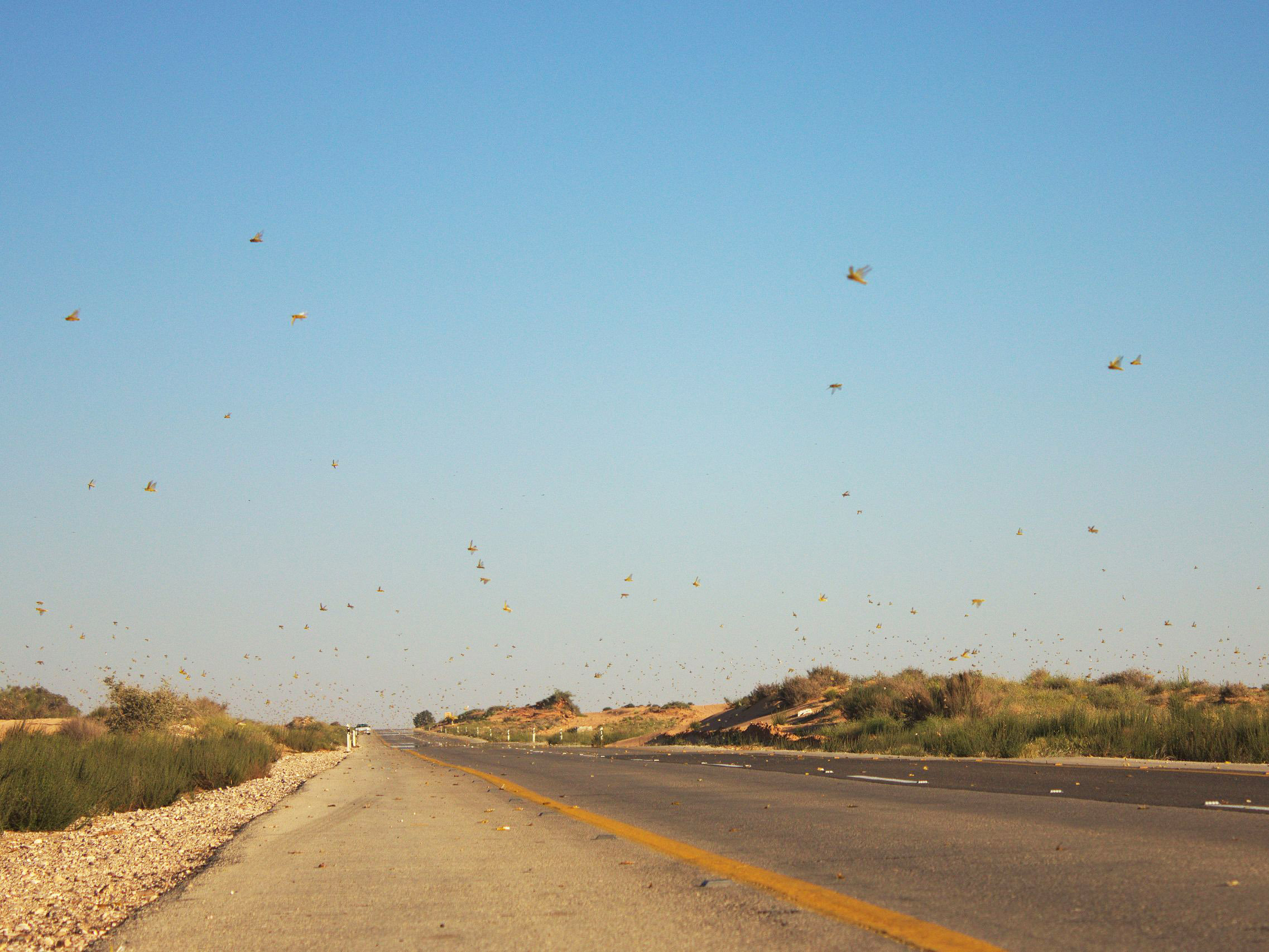 这次的蝗虫灾害为什么这么大,此次的蝗灾有多严重