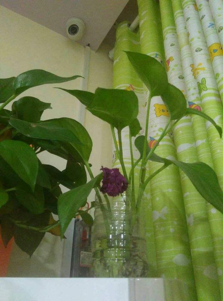 养花水多了烂根怎么办,水培养花水浑浊可以吗