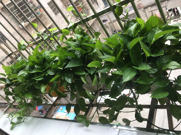 绿萝黄叶是什么原因应如何养护,大的绿萝经常黄叶是什么原因