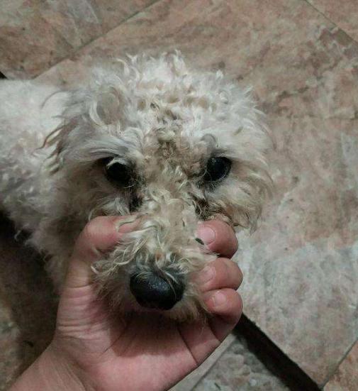 两个多月的比熊关围栏里养好吗,新手养比熊买公的好还是母的好