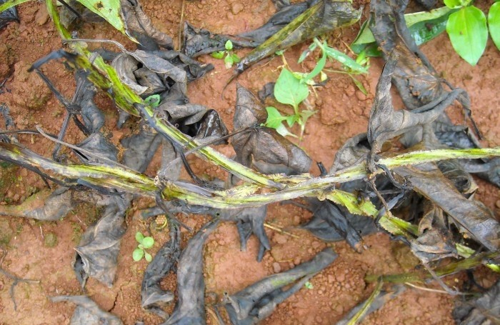 山药枯萎病危害可不小，了解发生规律，科学防治！