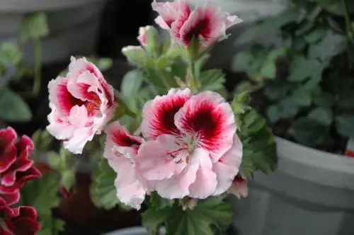 天竺葵不开花的3个原因,天竺葵不开花的原因