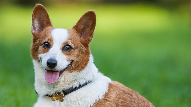 柯基十大优缺点,柯基智身价
