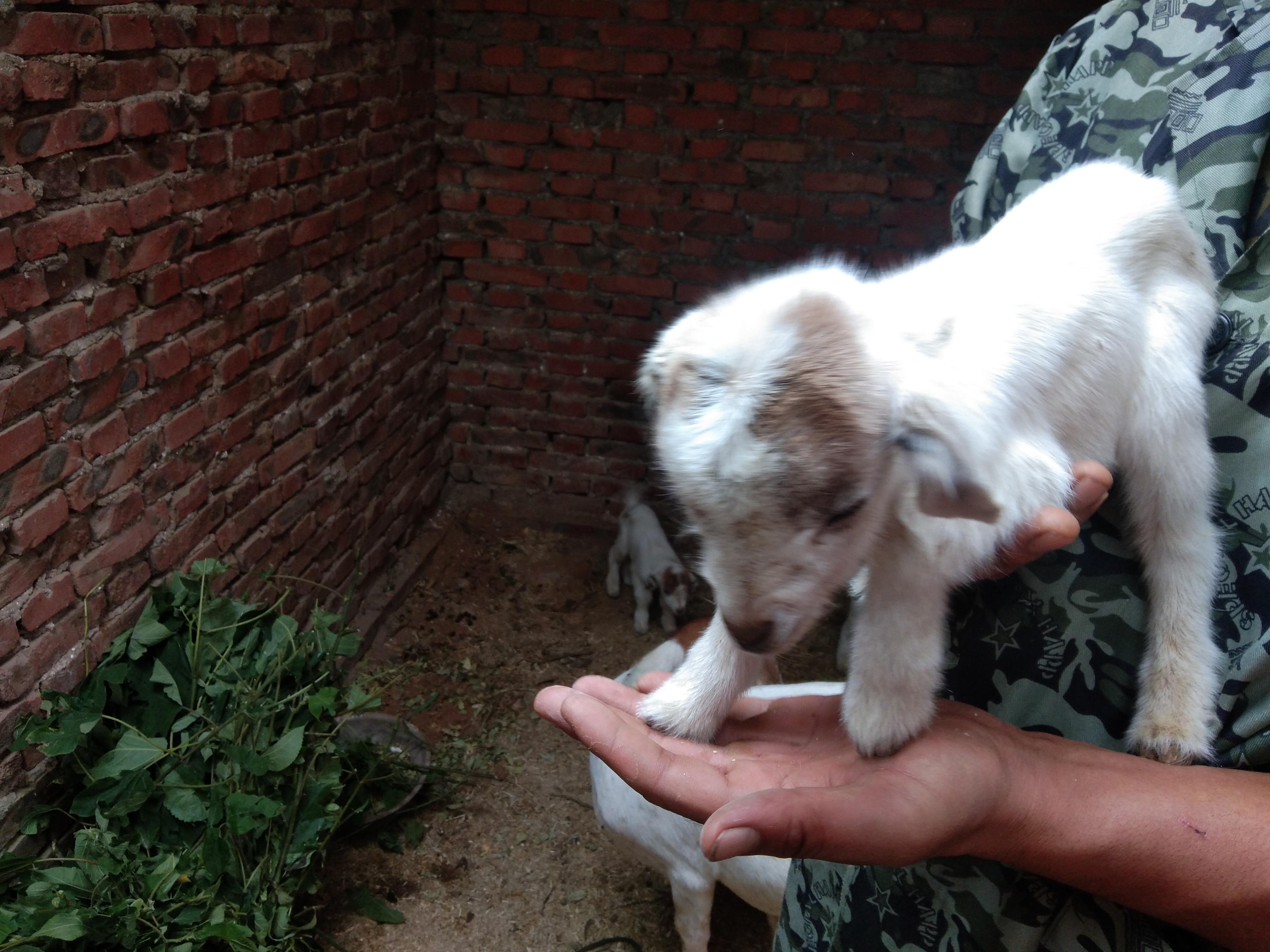 羊产前瘫痪用什么药,产前瘫痪的羊怎么进行治疗