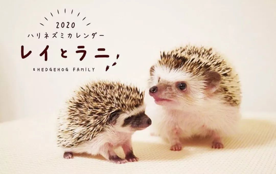 养一只戏精宠物是什么体验,养了一只小狐狸是什么体验