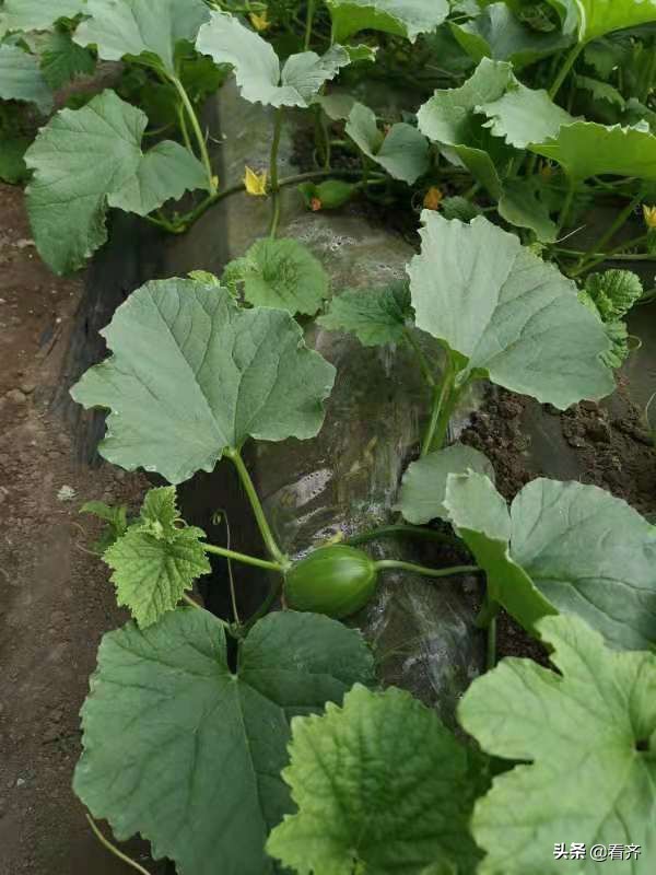 齐市红星村的“领头雁”宋化祥：只要挣钱咱就试！