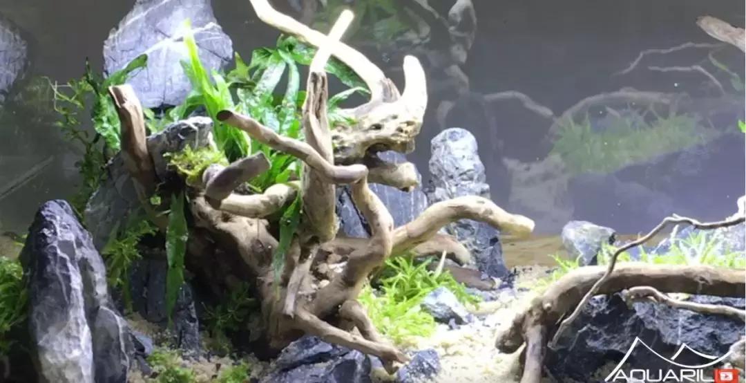 草缸造景教程：这个缸居然能装下一头“犀牛”？