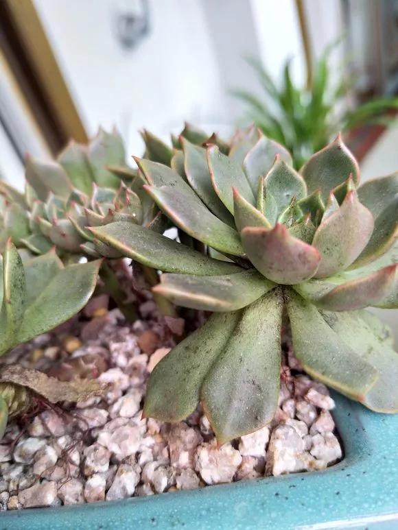 养花土如何杀菌除虫,月季生虫自制杀虫水