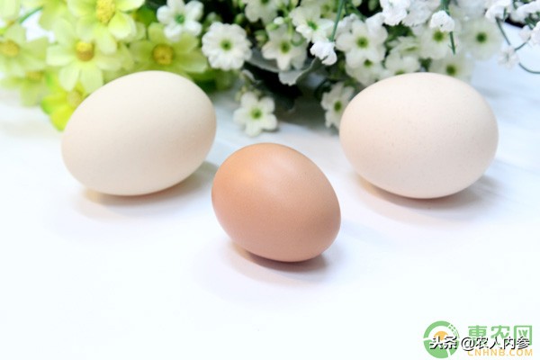 14日菜蛋肉价格