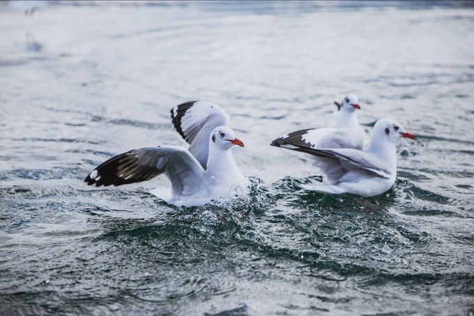 消失的地平线上的“香巴拉”和“女儿国”（二）