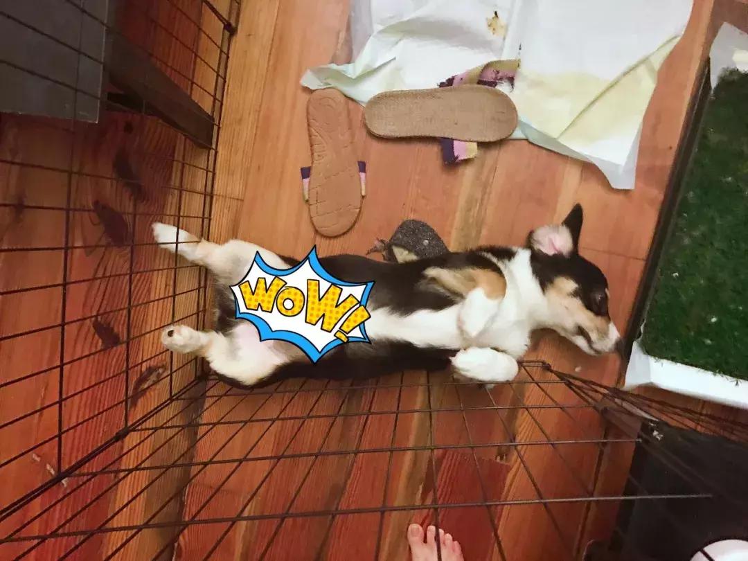 马克深圳最秀狗咖