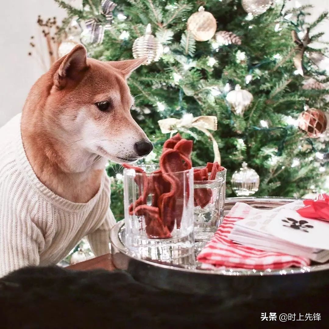 当狗狗穿上服装有多帅,当狗狗照镜子后发现自己是一只狗