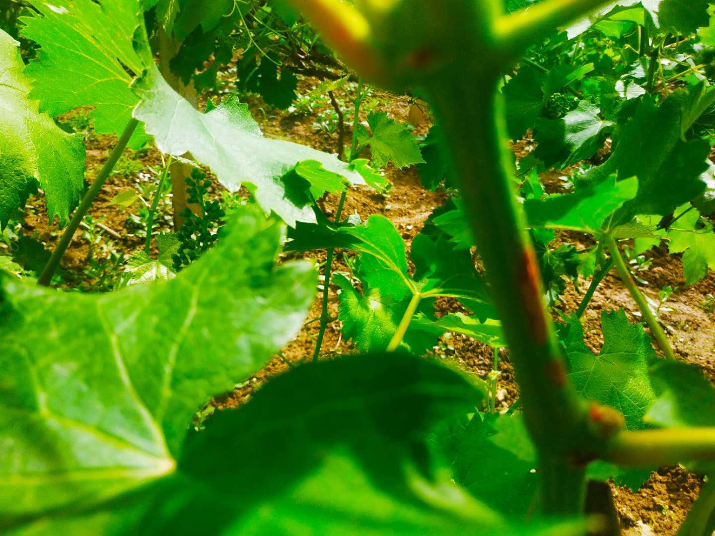 葡萄倒春寒多少度能形成冻害,葡萄休眠前白粉病怎么办