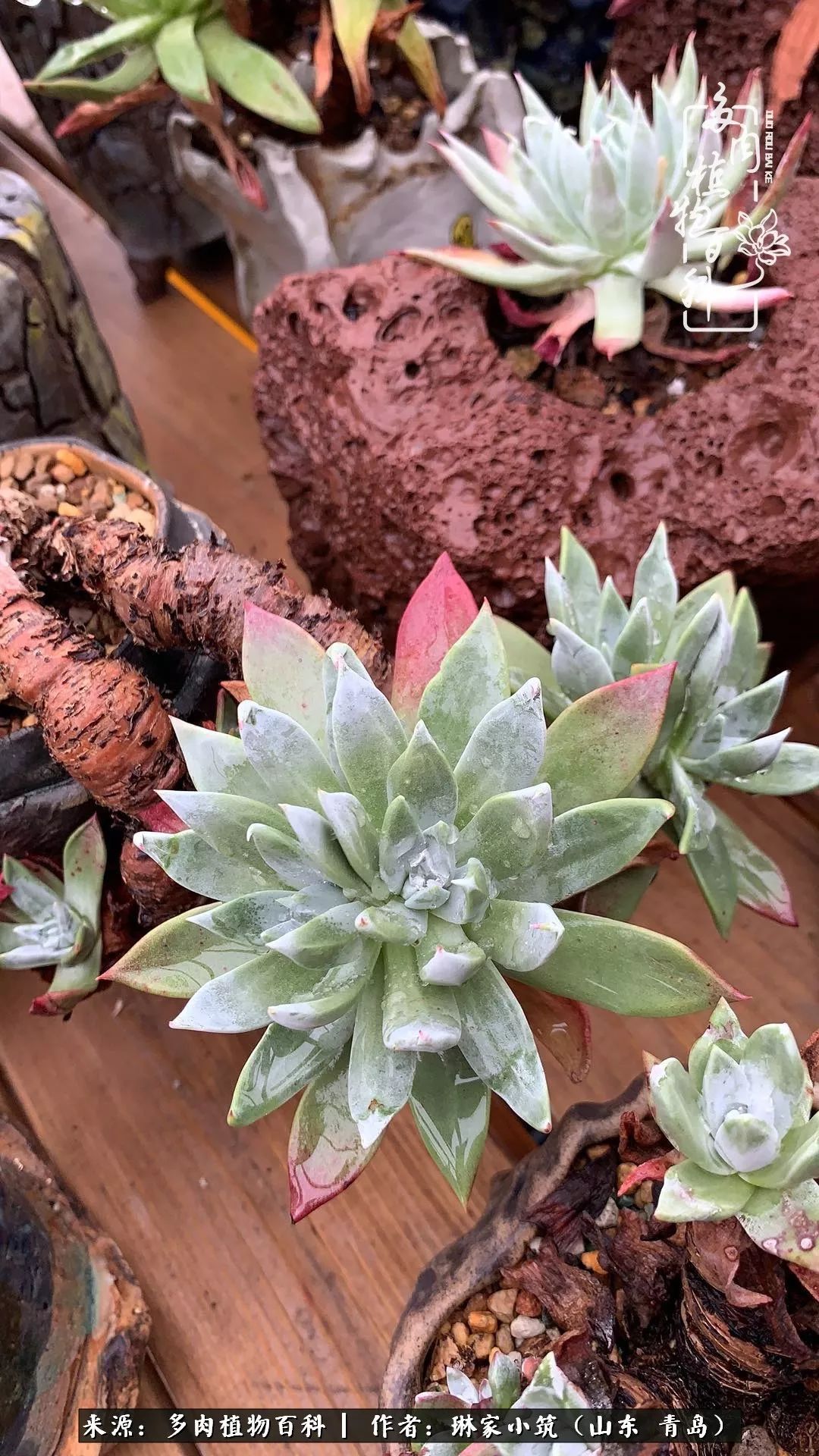 多肉冬季搬进屋里前需要浇水么,多肉过冬