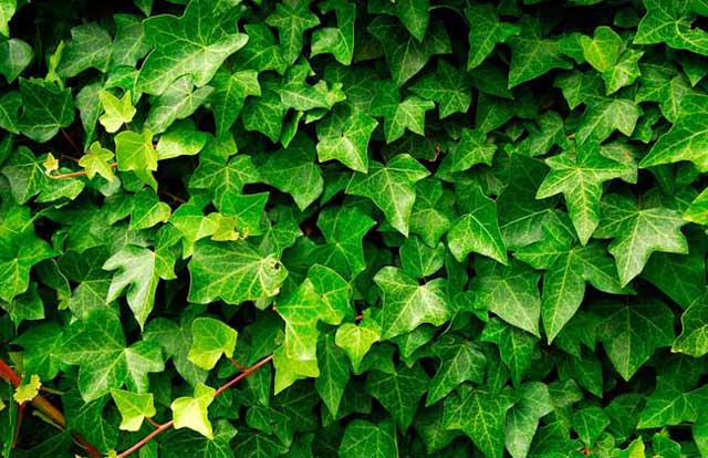 几种方法除甲醛最有效,新房除甲醛哪种植物最好最有效