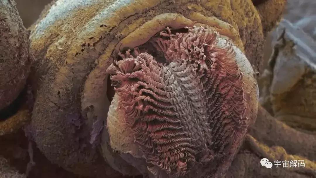 「自然传奇」惊掉下巴！你知道蜗牛有多少颗牙齿吗？