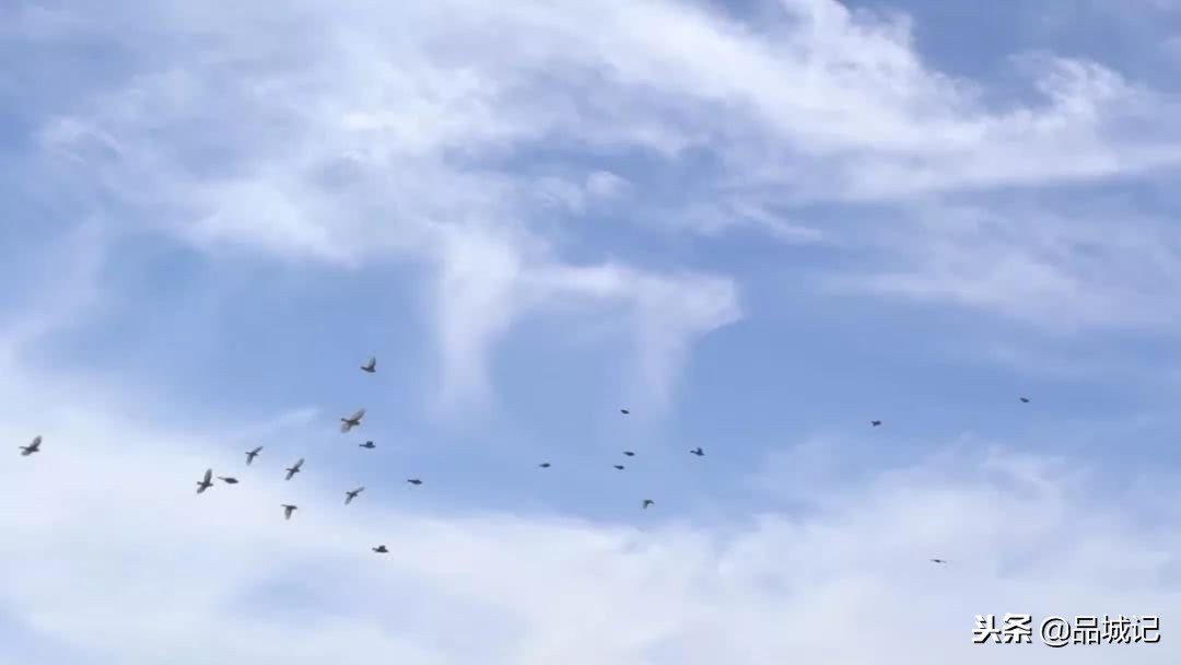 真的很honey！佐餐冲调皆宜的*疆新**伊犁黑蜂蜜，办公室必备！