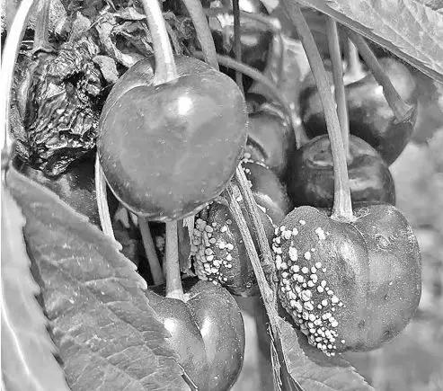 樱桃的常见病虫害及防治方法,樱桃虫害最佳防治方法