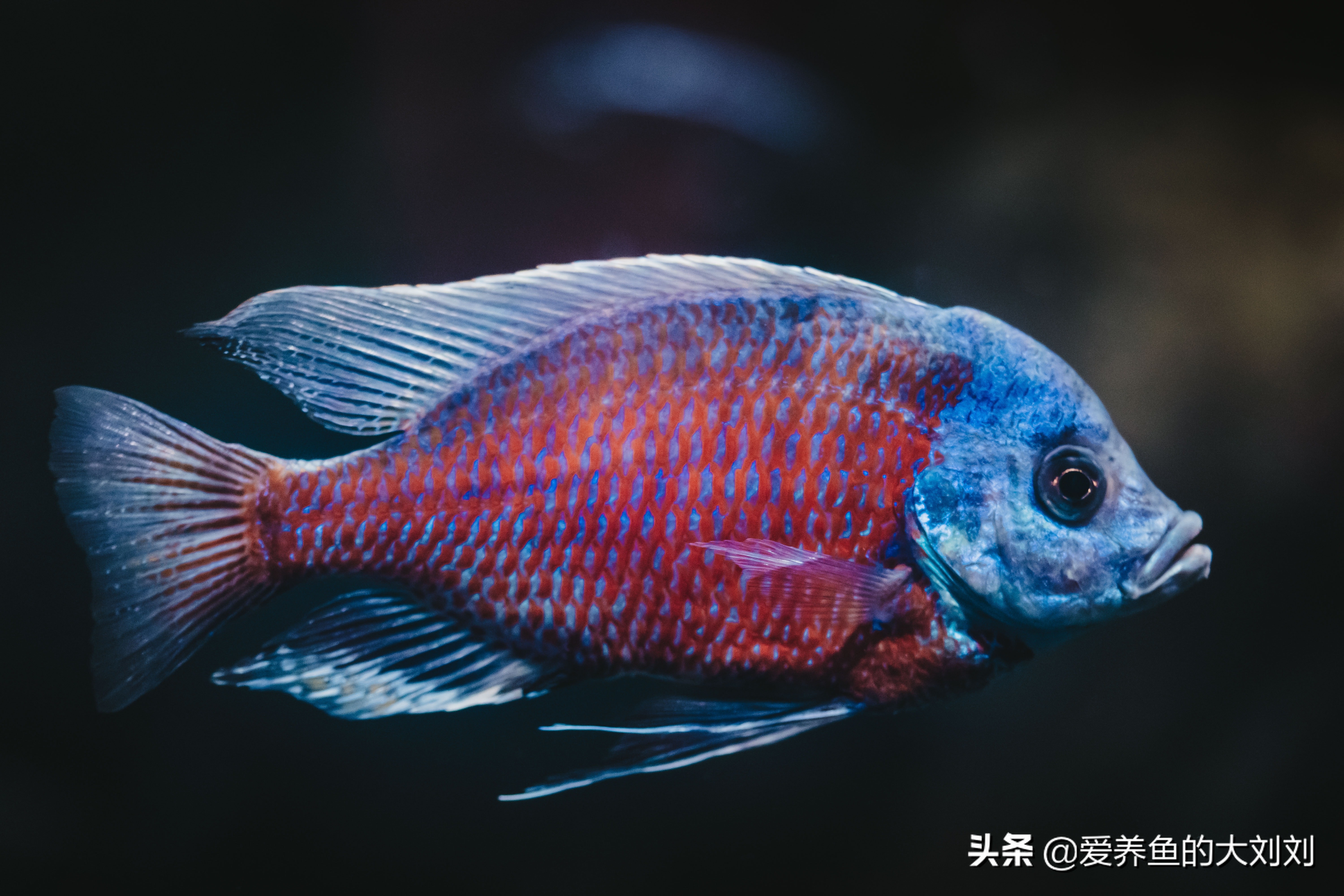 哪些观赏鱼会打架,观赏鱼总是打架受伤怎么办