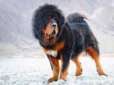 藏獒为什么不能养,王者荣耀藏獒怎么获得