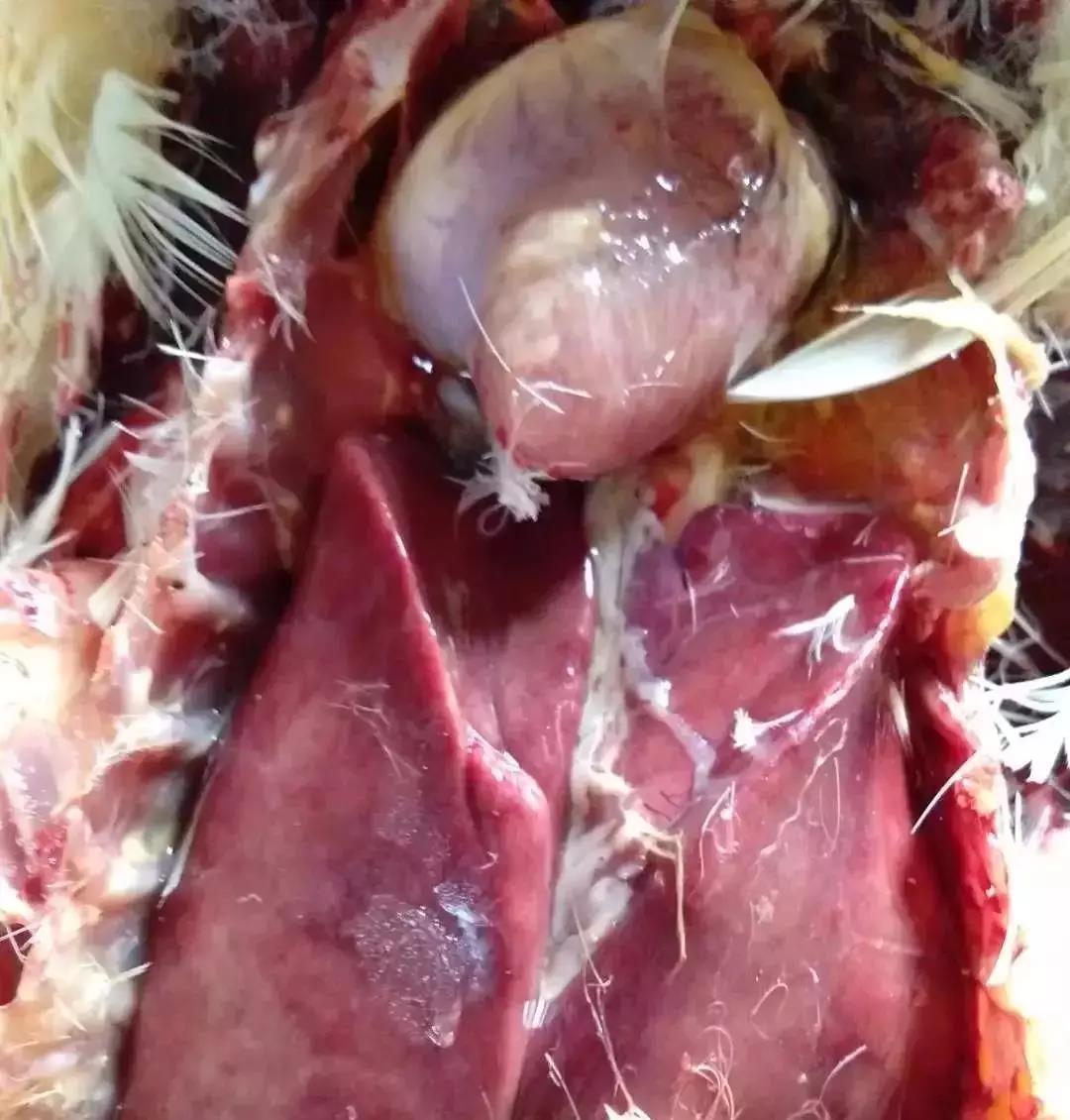 肉鸭的虎斑心伤亡太大了，一定做好预防！