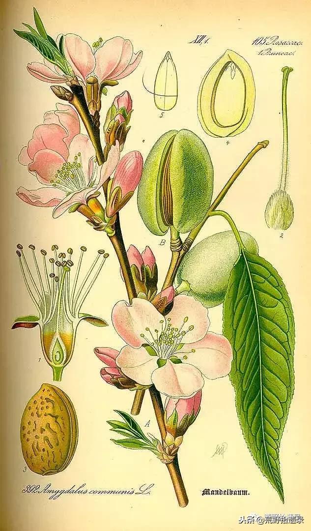 新疆巴旦木历史,巴旦木的前世今生