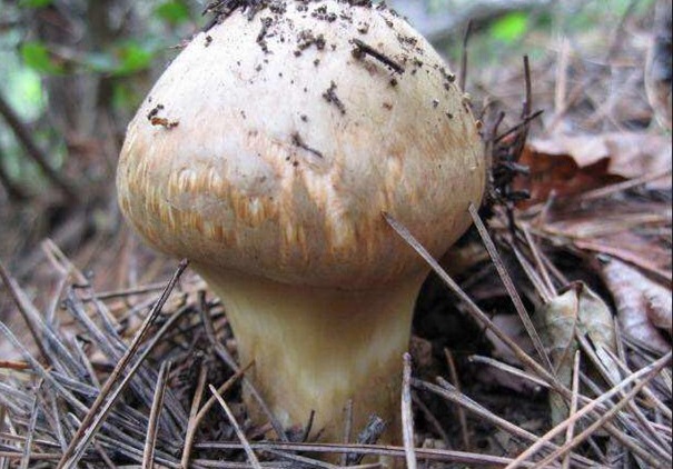 你知道什么是椴木木耳吗,你知道什么是白茶