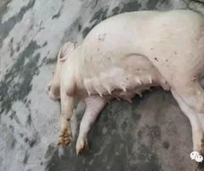 母猪胀气放气位置示意图,怀孕母猪胀气用什么药治