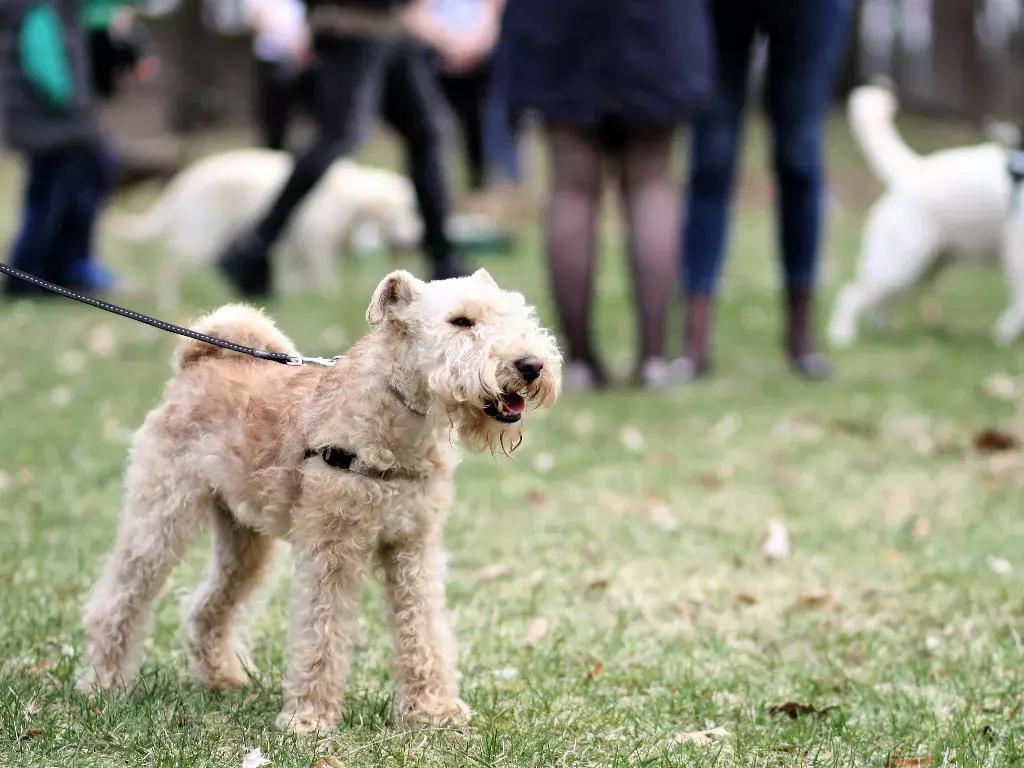 宠物发情期表现有哪些症状,如何度过宠物发情期