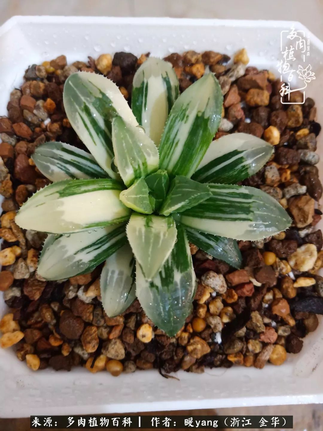 养多肉是业余的纯粹是爱好,每晚7点教您快速入门养多肉