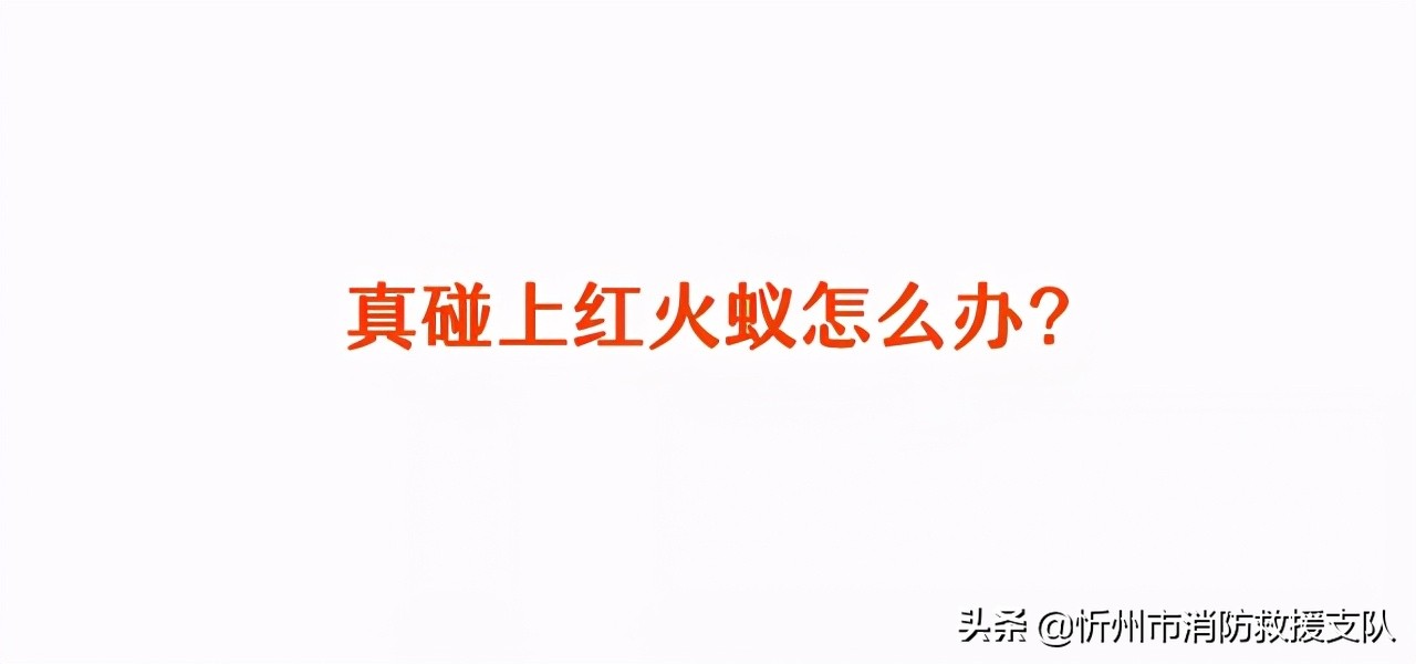 食人蚁袭击人类,一口气看完食人蚁袭击人类