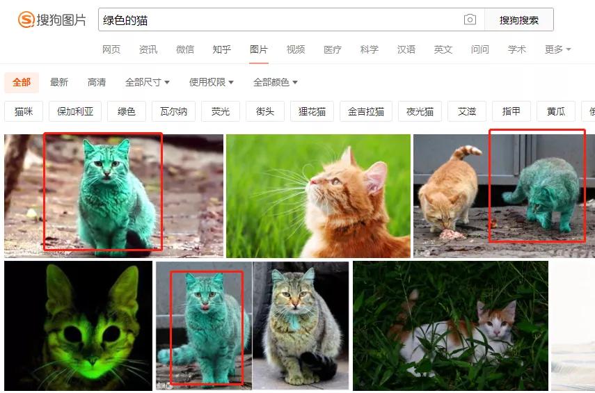 全球罕见足球猫冲上热搜，网友：指定染色！结果......哈哈哈哈