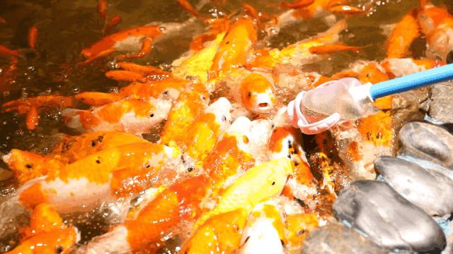 李佳琦vs薇娅，谁才是双十一最强打工人