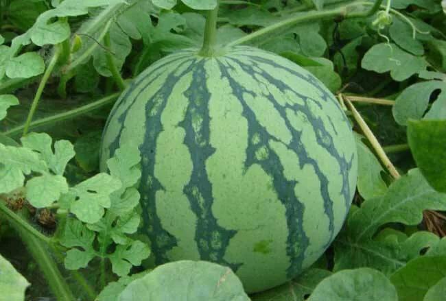 西瓜账号注册异常怎么解除,西瓜出现什么情况说明坏了